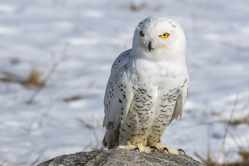 Snow Owl by Steve Tugwell